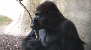 Gorilla