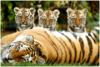 Tigers