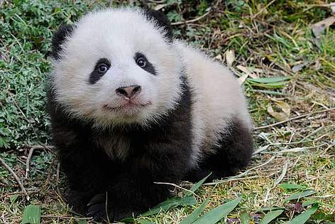 Giant pandas