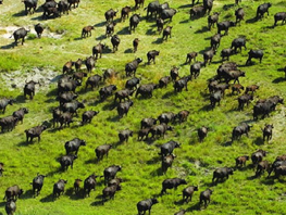 Botswana, Okowango Delta 
